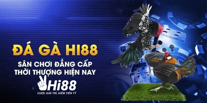 Hi88 trực tiếp đá gà Asil miễn phí mỗi ngày