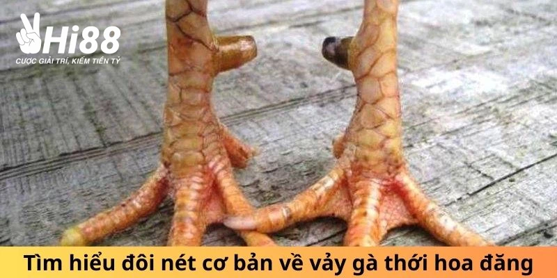 Đôi nét cơ bản về vảy gà thới hoa đăng